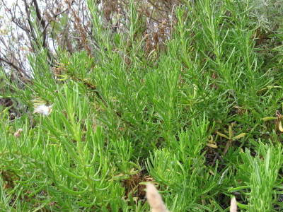 aiuto determinazione piante habitat Silene